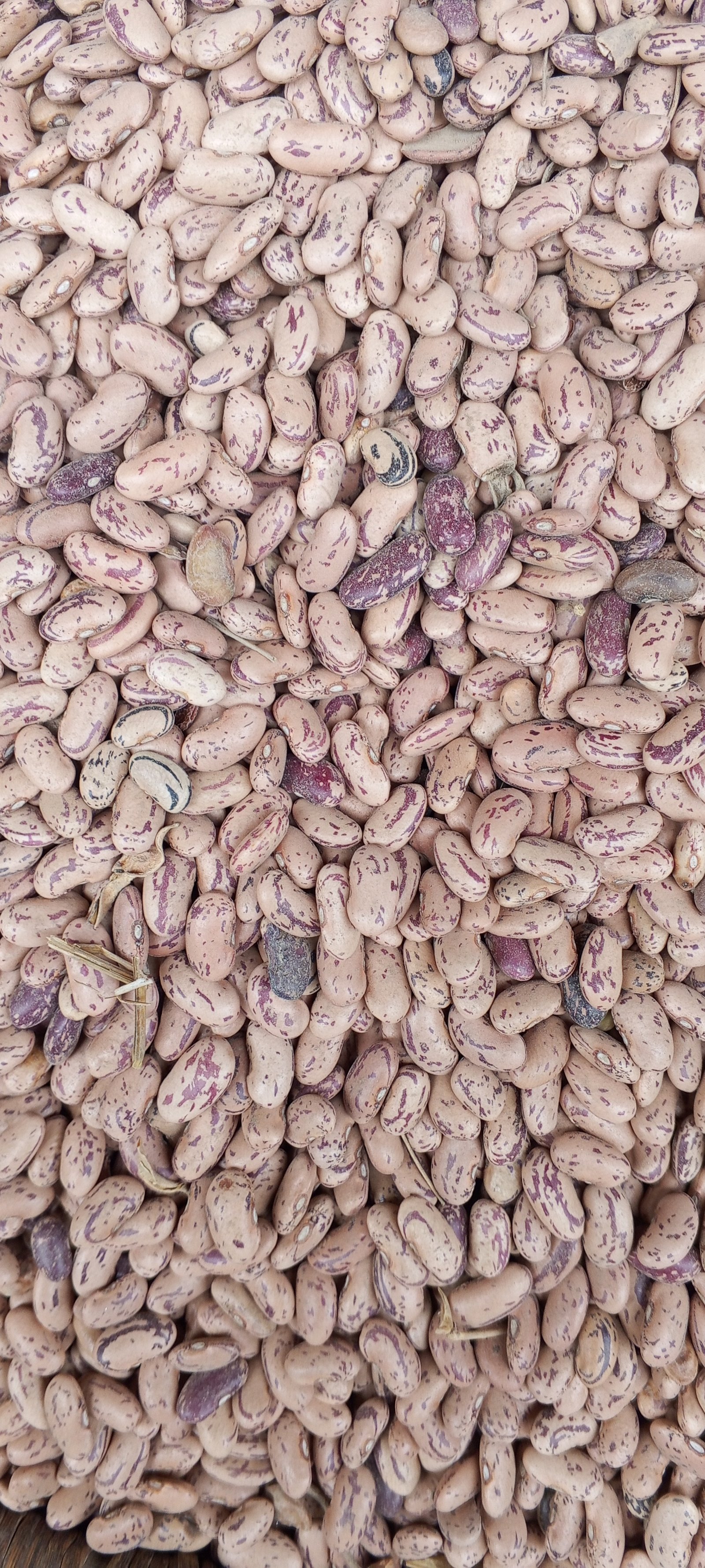 BEANS
