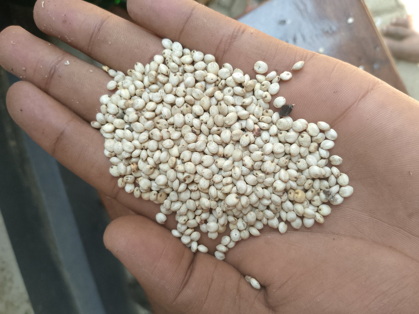 SORGHUM